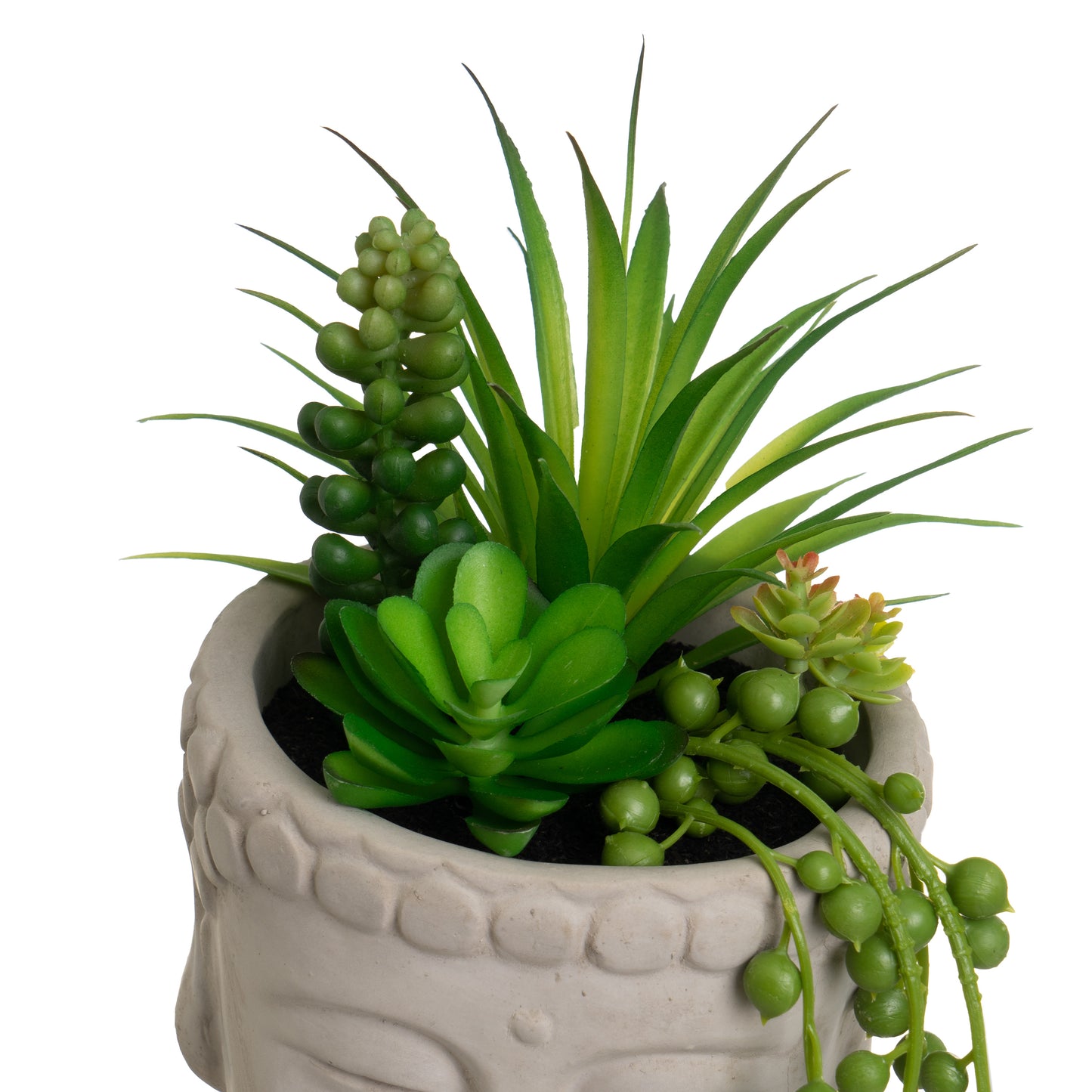 Planta caturs buda 13*13*20cm