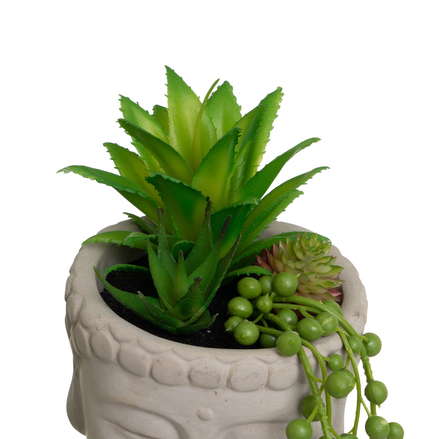 Planta caturs buda 13*13*20cm