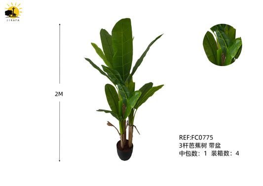 Planta 50*50*200cm bananero