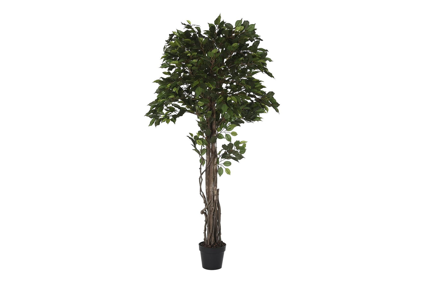 Planta pe 70*70*180cm ficus verde