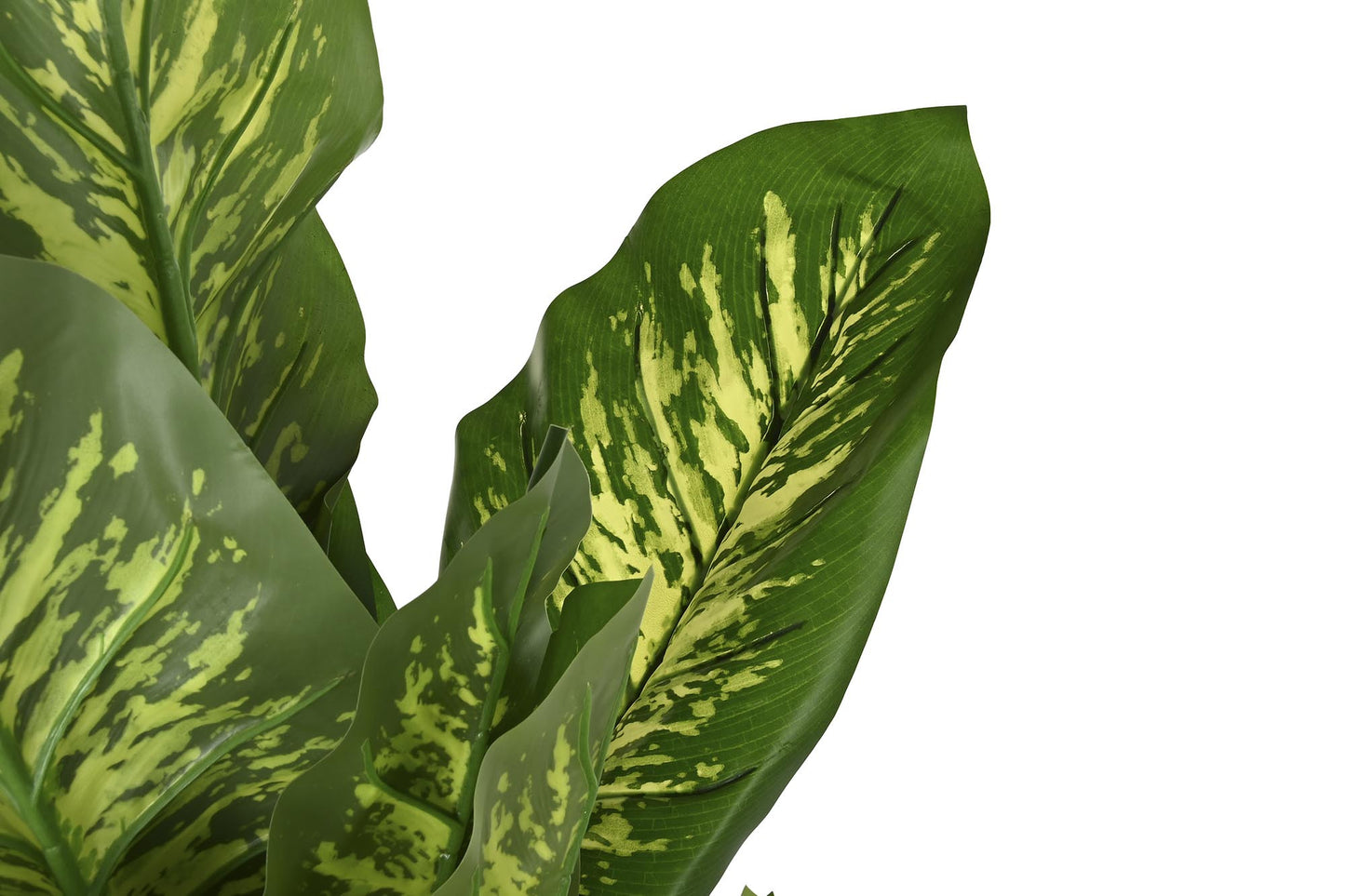 Planta pe 50*50*150cm dieffenbachia verde