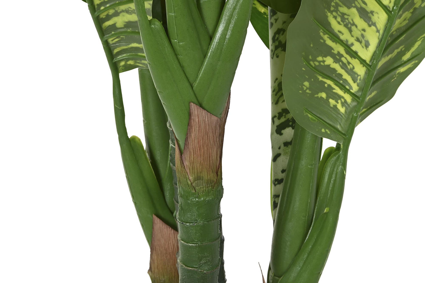 Planta pe 50*50*150cm dieffenbachia verde