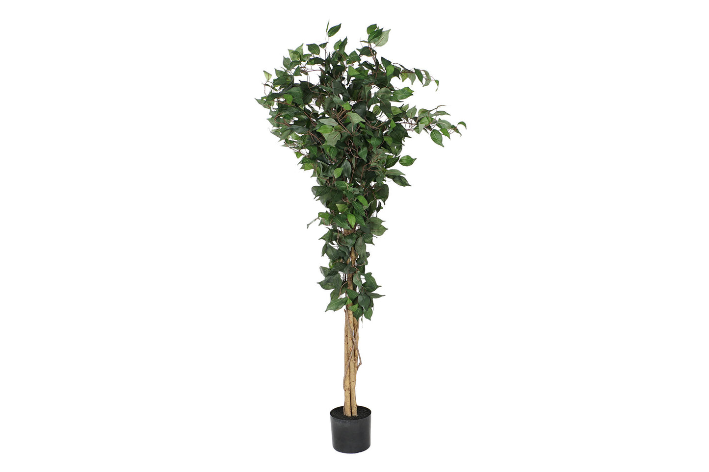 Arbol pe pp 50*50*150cm ficus verde