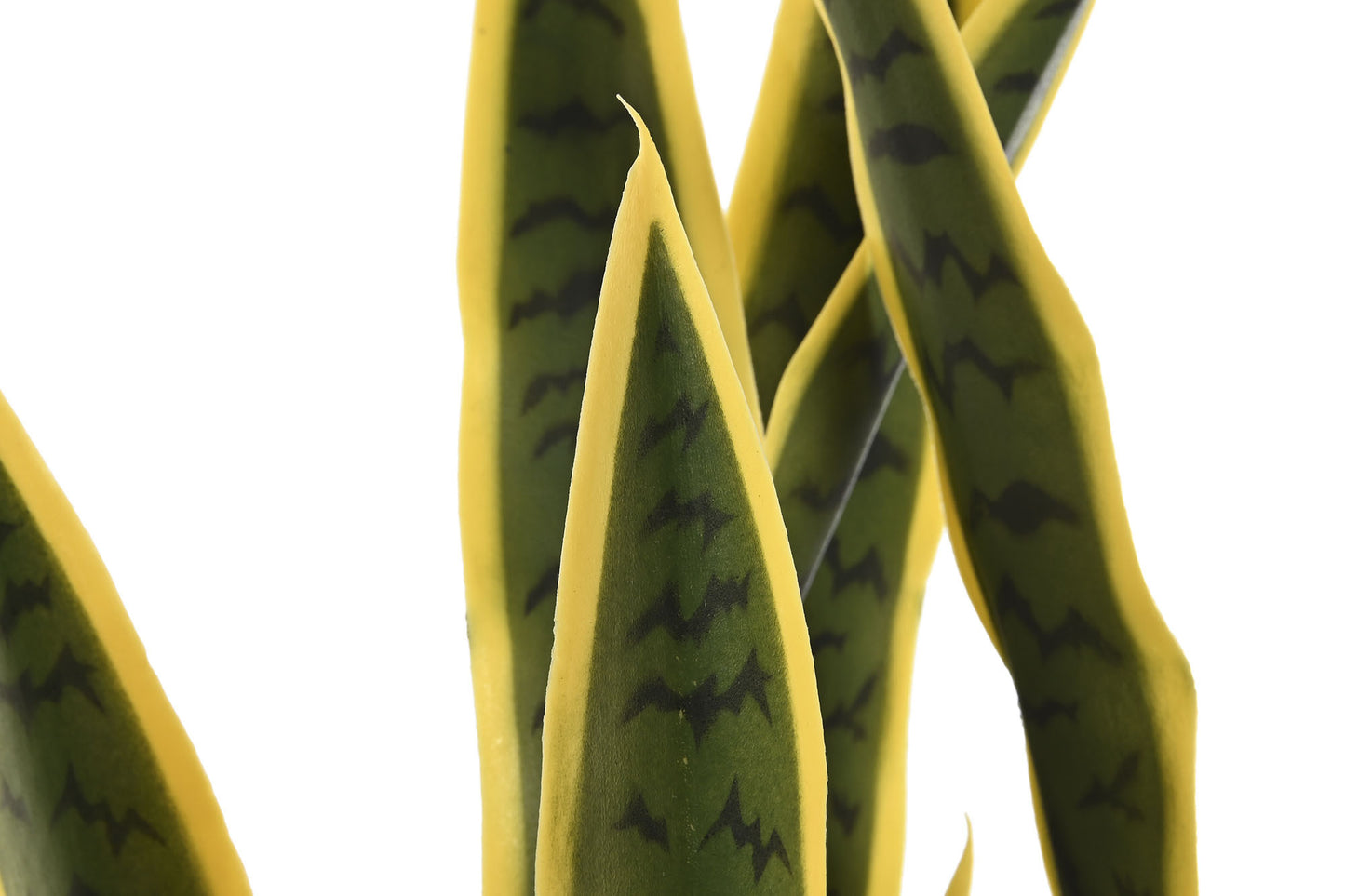 Planta pe pp 30*30*74cm sansevieria verde