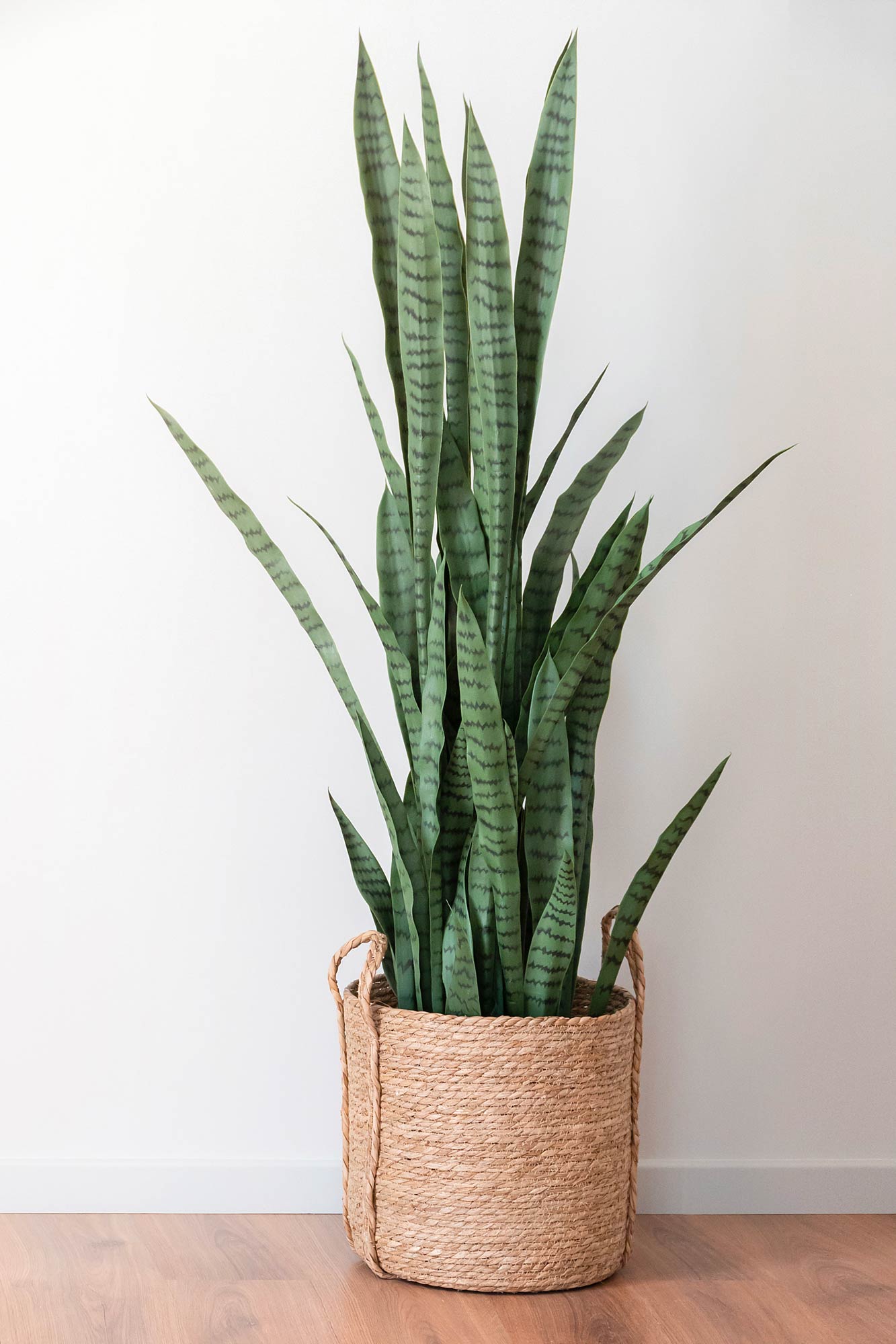 Planta pe pp 40*40*150cm sansevieria verde