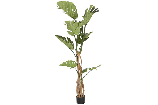 Planta 100*83*153cm monstera verde