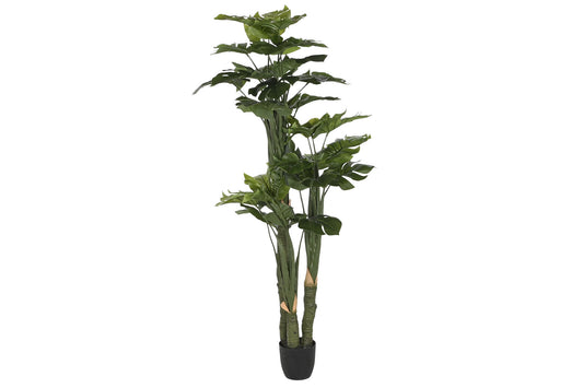Planta 88*76*174cm monstera verde