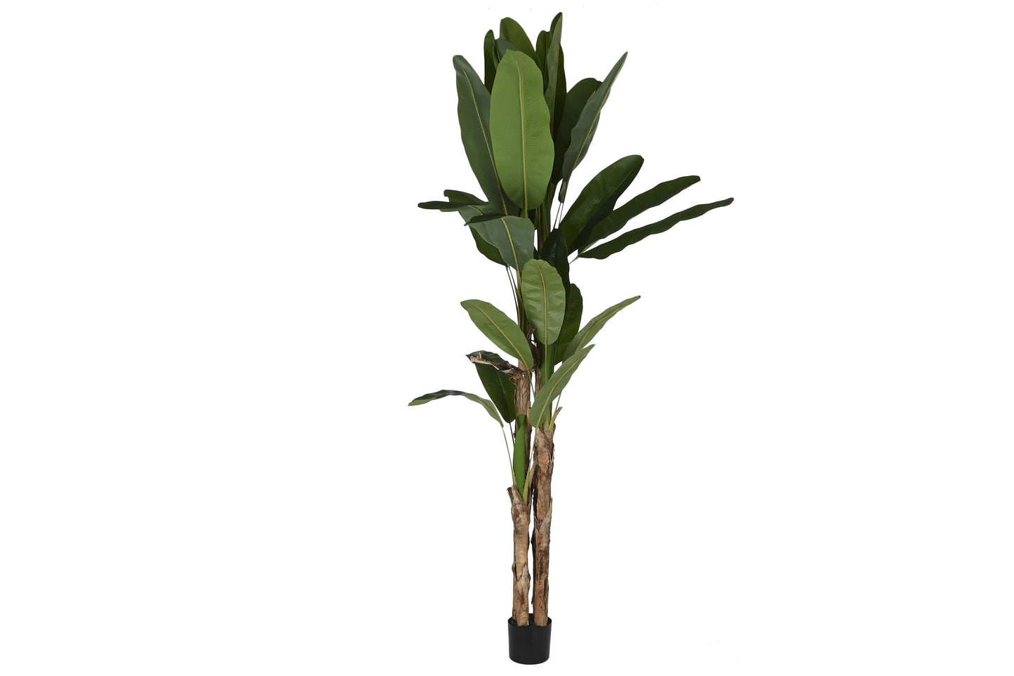 Planta pe cemento 90*90*290cm bananero verde