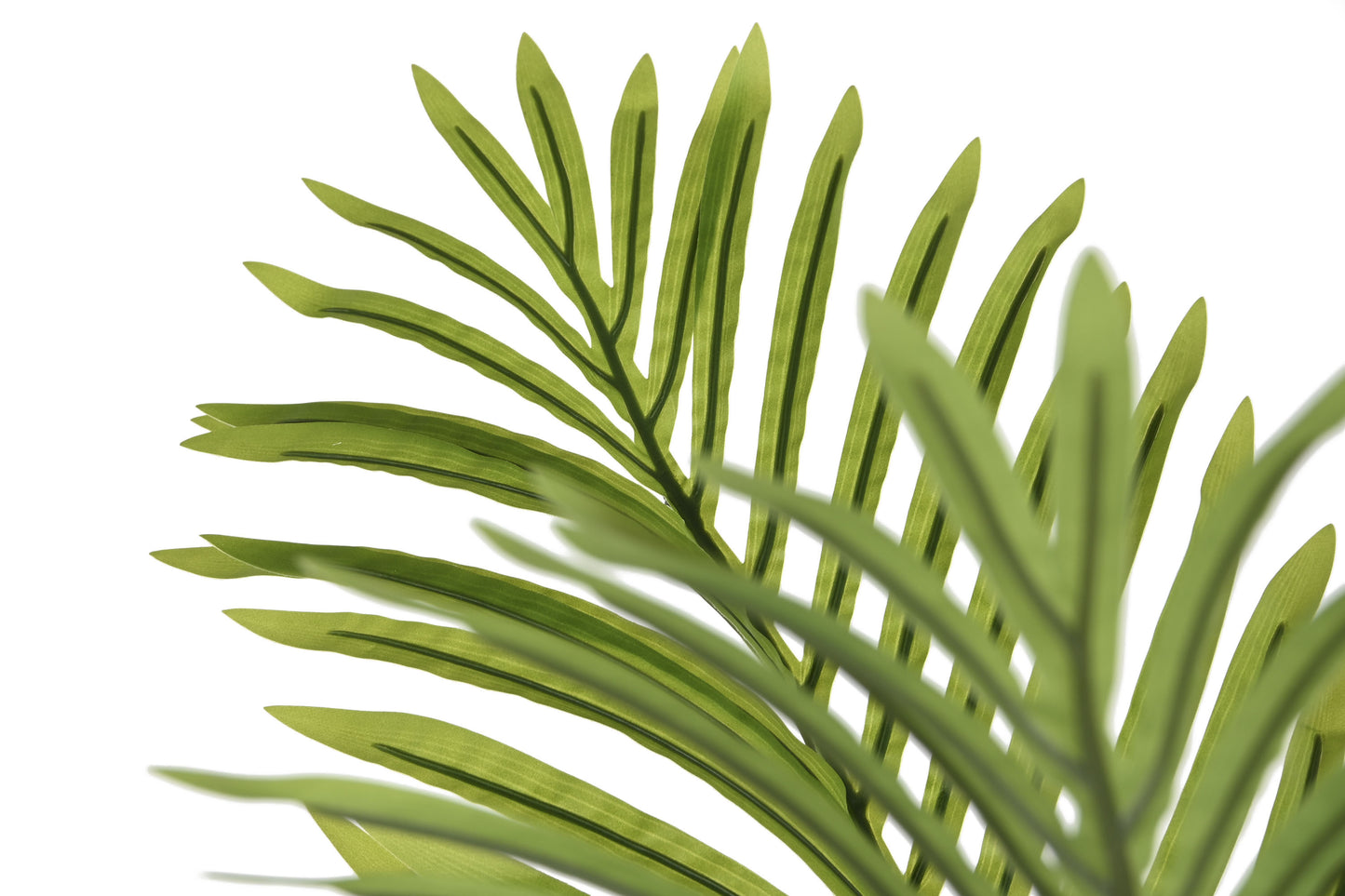 Planta pe cemento 80*80*160cm palmera verde