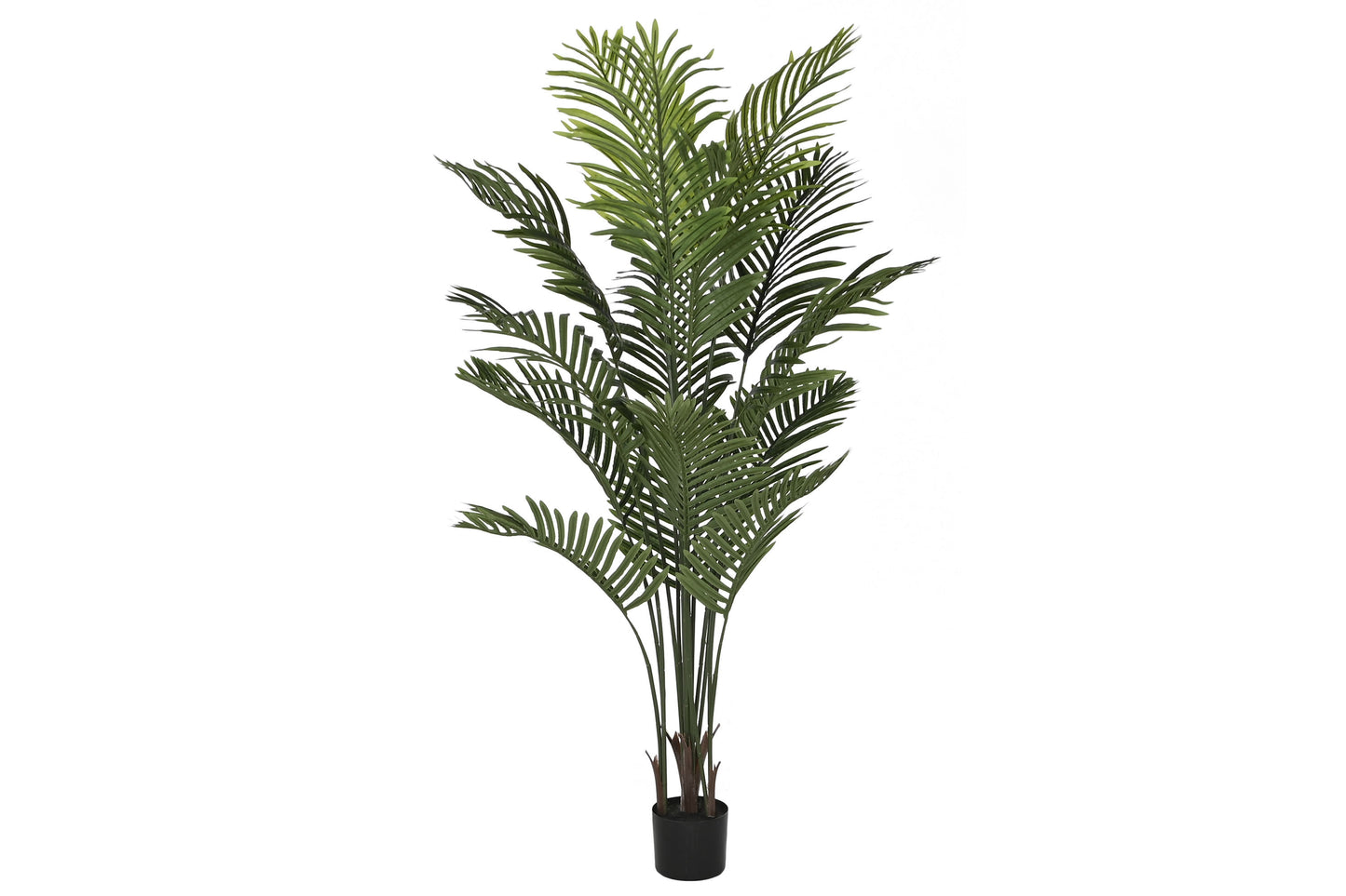 Planta pe cemento 80*80*160cm palmera verde