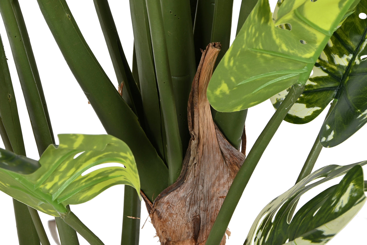 Planta pe cemento 80*80*180cm monstera verde