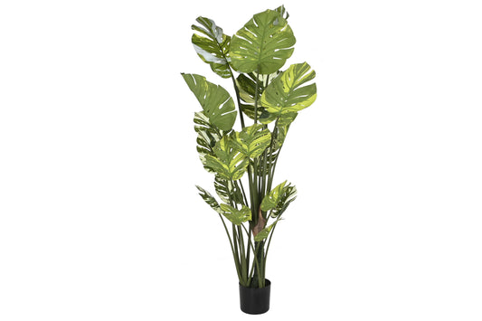 Planta pe cemento 80*80*180cm monstera verde