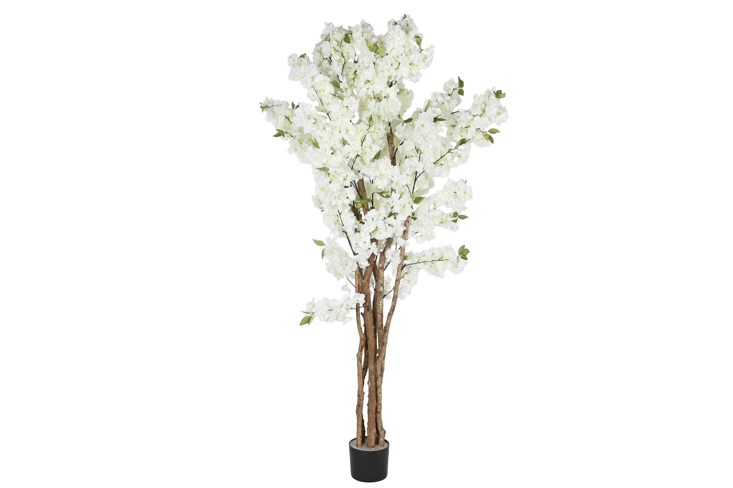 Arbol pe cemento 80*80*200cm almendro blanco