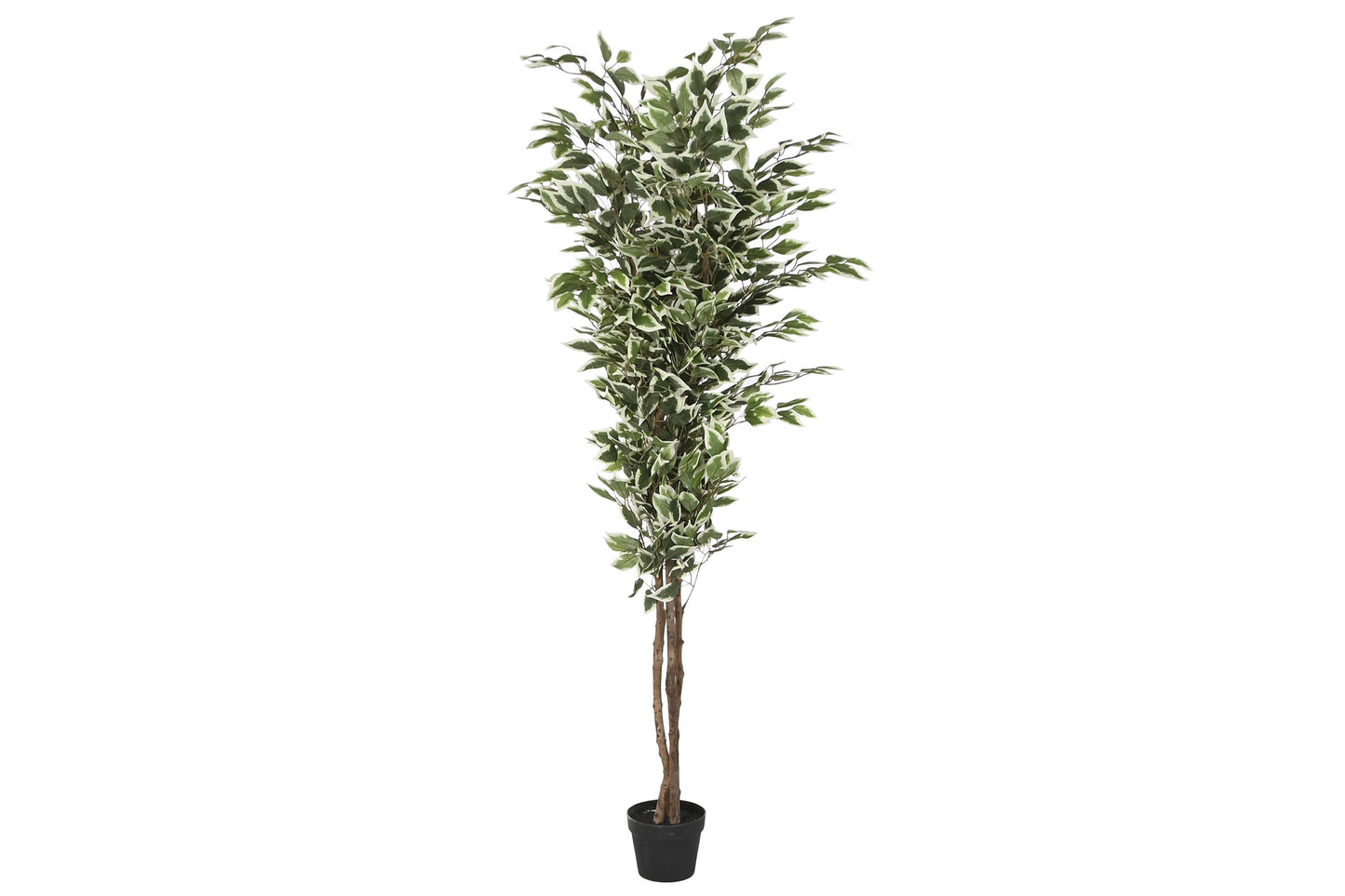 Planta pe cemento 80*80*180cm ficus verde